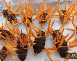 Đông trùng hạ thảo (tươi) ký chủ trên con tằm 80 con