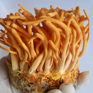 Tổng quan về Đông trùng hạ thảo