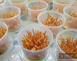 Quả thể nấm đông trùng hạ thảo (tươi) 2 túi 200g