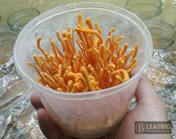 Quả thể nấm đông trùng hạ thảo (tươi) 1 túi 100g