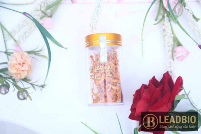 Cung cấp nấm đông trùng hạ thảo tại Hạ Long