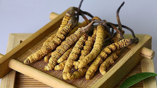 đông trùng hạ thảo