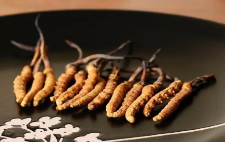 đông trùng hạ thảo