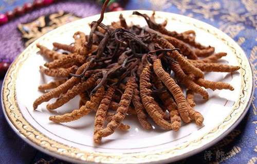 đông trùng hạ thảo